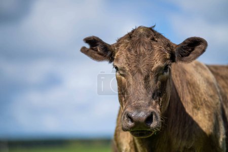Toros Stud Beef, vacas y terneros pastando en la hierba en un campo, en Australia. razas de ganado bovino incluyen parque moteado, gris murray, angus, brangus y wagyu en pastos largos en primavera 