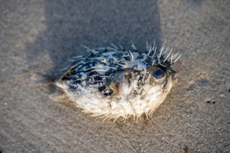dead fish washed up on a beach a leather fish and puffer fish in australia after a storm and climate change on a sandy beach