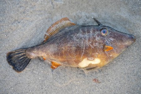 Tote Fische spülten nach Sturm und Klimawandel einen Lederfisch und Kugelfische in Australien an einen Sandstrand