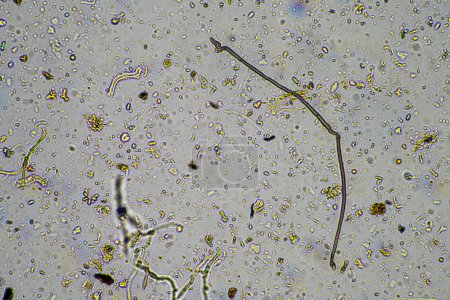 Biologie unter dem Mikroskop mit Amöben, Flagellaten, Nematoden, Pilzen, Bakterien