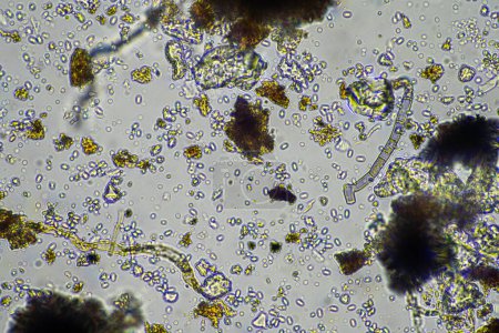 Sol au microscope, examen de la biologie du sable, du limon et de l'argile et du sol, amibes, champignons, champignons, microbes et nématodes dans une exploitation bovine