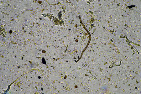 Biologie unter dem Mikroskop mit Amöben, Flagellaten, Nematoden, Pilzen, Bakterien