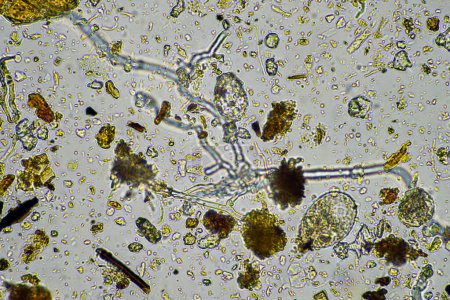 Bodenmikroorganismen unter dem Mikroskop, darunter Amöben, Flagellaten, Nematoden, Pilze, Bakterien aus einer gesunden Waldbuschforschung
