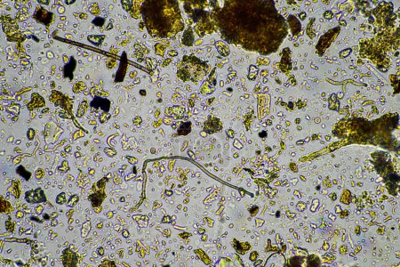 biology under a microscope including amoeba, flagellates, nematodes, fungi, bacteria