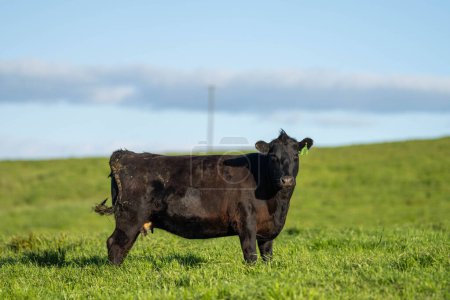 Rindvieh weidet auf der Weide. Grass fütterte Murray Grey, Angus und Wagyu. Nachhaltige Landwirtschaft in Australien
