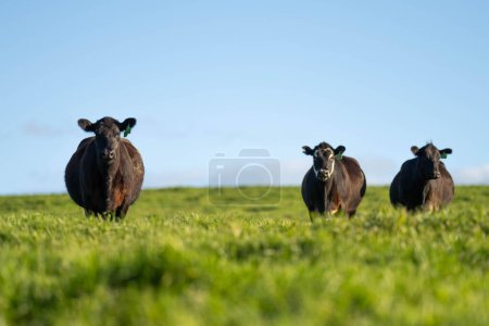 Rindvieh weidet auf der Weide. Grass fütterte Murray Grey, Angus und Wagyu. Nachhaltige Landwirtschaft in Australien