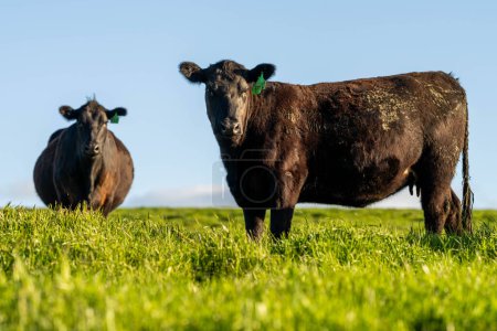 Rinderkühe, Kälber und Stiere weiden in Australien auf Gras. Heu und Silage essen. Rassen sind gefleckte Park, Murray Grey, Angus und Brangus. Rinderherde auf dem Land im Frühling.