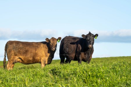 beef cattle grazing on pasture. Grass fed murray grey, angus and wagyu. sustainable agricultural farming in australia