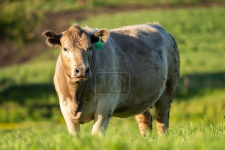 Zuchtbullen und Kühe weiden auf einem Feld in Australien auf Gras. Zu den Rassen gehören Speckle Park, Murray Grey, Angus, Brangus und Wagyu im Frühling