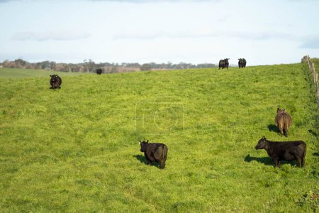 Beef cows, calves and bulls grazing on grass in Australia. eating hay and silage. breeds include speckled park, murray grey, angus and brangus. herd of cattle in the countryside in spring.