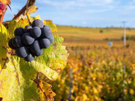 Téléchargez les photos : Vignobles le long de la célèbre route des vins en Alsace, France - en image libre de droit