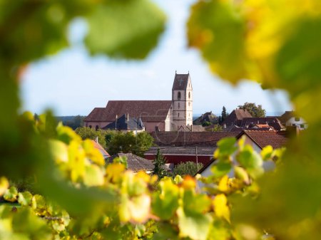 Téléchargez les photos : Vue à travers les feuilles d'automne sur les vignes vers l'église Saint-Nicolas à Orschwihr, Alsace, France - en image libre de droit