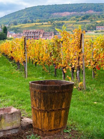 Rouffach, Francia - 11 de octubre de 2022: Antiguo contenedor de vino de madera para el transporte de uvas frente a un viñedo a lo largo de la ruta del vino en Alsacia, Francia