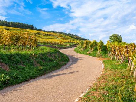 Téléchargez les photos : Vignobles le long de la célèbre route des vins en Alsace, France - en image libre de droit