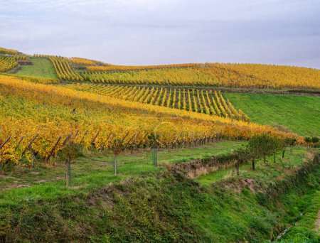 Téléchargez les photos : Vignobles aux couleurs automnales sur la colline de Turckheim - route des vins d'Alsace, France. - en image libre de droit