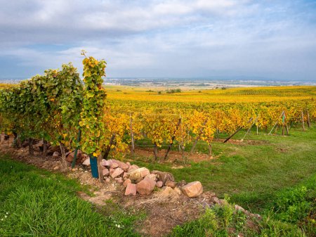 Vineyards in autumn colors at Obermorschwihr - wine route of Alsace, France.