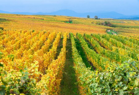 Téléchargez les photos : Vignobles aux couleurs automnales à Obermorschwihr - route des vins d'Alsace, France. - en image libre de droit