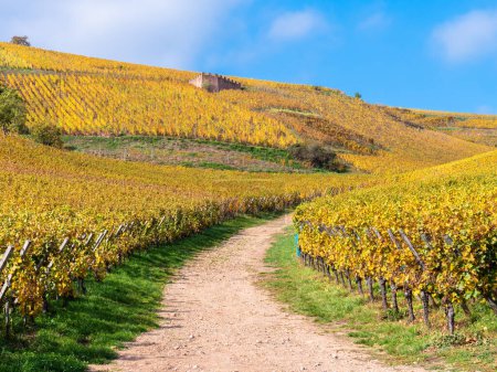 Téléchargez les photos : Vignobles aux couleurs automnales sur la colline de Turckheim - route des vins d'Alsace, France. - en image libre de droit