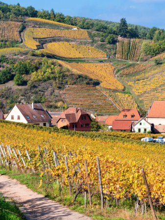 Foto de Situado en el valle de los viñedos, el pueblo de Niedermorschwihr en Francia es típico de la Ruta del Vino de Alsacia. - Imagen libre de derechos