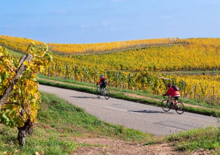 Foto de Turckheim, Francia - 12 de octubre de 2022: Ciclismo en la ruta del vino entre los viñedos en colores otoñales en la colina de Turckheim - Alsacia, Francia. - Imagen libre de derechos