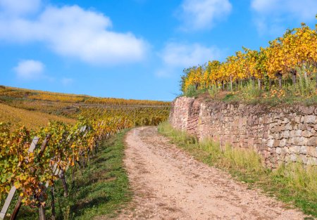 Weinberge in herbstlichen Farben auf dem Hügel von Turckheim - Weinstraße des Elsass, Frankreich.