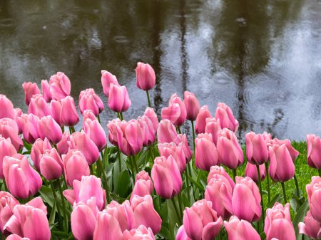 Téléchargez les photos : Pink blooming tulips in the park Keukenhof in the Netherlands - en image libre de droit