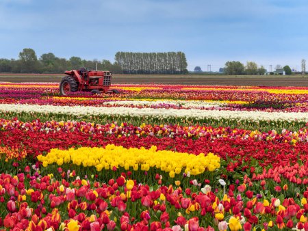 Téléchargez les photos : Un champ de tulipes multicolores près d'Amsterdam, Hollande - en image libre de droit