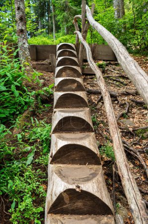 Téléchargez les photos : Escaliers en bois sur le sentier forestier magique menant à 2,5 kilomètres à travers le paysage enchanté de la lande des Taubenmoos à Bernau, district d'Oberlehen, région de la Forêt-Noire en Allemagne. - en image libre de droit