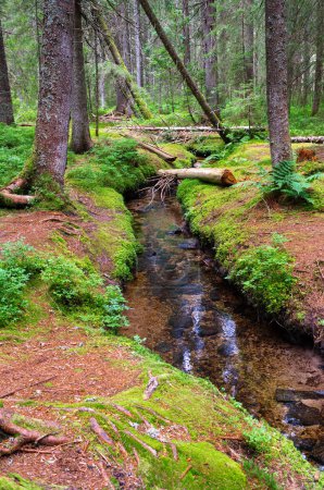 Téléchargez les photos : Le sentier de la forêt magique mène 2,5 kilomètres à travers le paysage enchanté de la lande haute des Taubenmoos à Bernau, district d'Oberlehen, région de la Forêt-Noire en Allemagne. - en image libre de droit