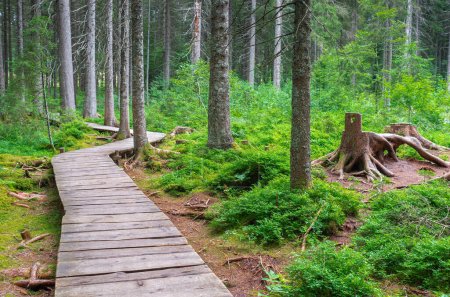 Téléchargez les photos : Le sentier de la forêt magique mène 2,5 kilomètres à travers le paysage enchanté de la lande haute des Taubenmoos à Bernau, district d'Oberlehen, région de la Forêt-Noire en Allemagne. - en image libre de droit