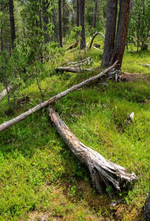 Foto de Troncos de árboles secos caídos en el Parque Nacional Suizo, famoso por su naturaleza virgen, ubicado en los Alpes de Rhaetia Occidental, en el este de Suiza. - Imagen libre de derechos