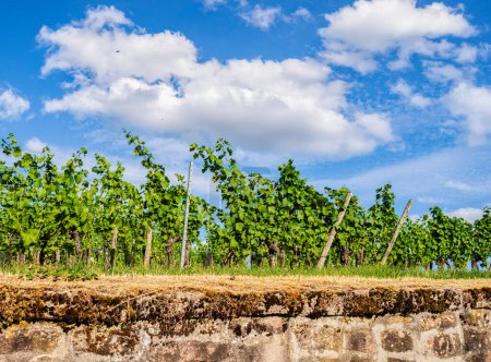 Photo pour Vignoble vert de Ribeauville en Alsace, France, en été - image libre de droit
