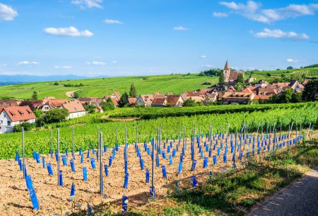 Plantación de nuevas vides y vista del pueblo de Hunawihr en Alsacia, Francia, rodeado de viñedos verdes en verano