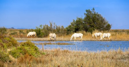 Photo for Panoramic photo of white horses grazing in the natural habitat of Camargue, France - Royalty Free Image