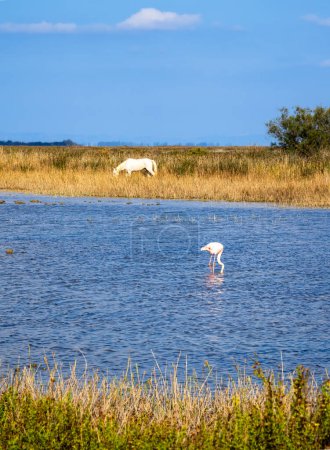 Photo for Vertical photo of white horse grazing in the natural habitat of Camargue and greater flamingo in water - Royalty Free Image