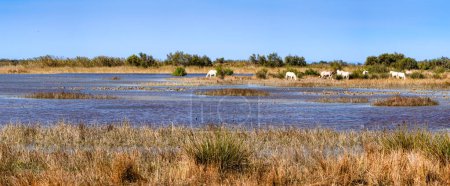 Photo for Panorama of the scene with white horses in Camargue, a french nature reserve in Provence in the south of France. - Royalty Free Image