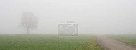 Panoramic view of a lonely tree and a farm path in a dense fog in eastern Switzerland