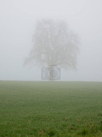 Lonely tree in a dense fog in eastern Switzerland