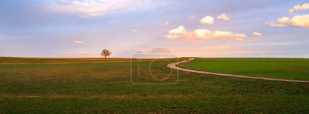 Golden hour panoramic scene from nature: a winding field path and a tree in the distance