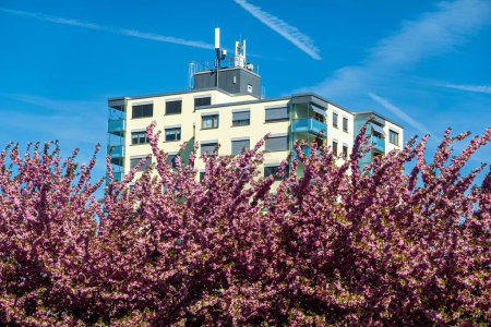 Téléchargez les photos : Birr, Suisse - 4 avril 2024 : Un arbuste ornemental devant un immeuble résidentiel dans la ville suisse de Birr - en image libre de droit