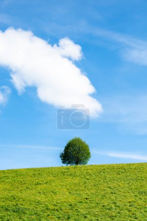 Drumlin Hill mit einsamem Baum unter blauem Himmel mit einer großen Wolke im Sommer, Schweiz
