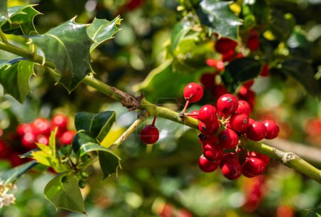 Close-up of vibrant red holly berries on a branch, set against glossy green leaves. Perfect for holiday-themed designs.