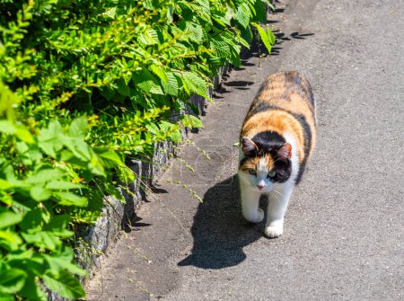 Calico cat walking on a sunny path with colorful fur patches, green hedge background.