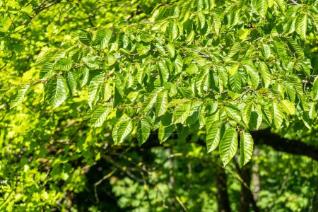 Lebendige Nahaufnahme grüner Baumblätter; glänzendes, reflektierendes Licht, das die üppige und lebendige Essenz der Natur einfängt. Perfekt für umweltorientierte Designs.