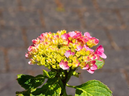 A vibrant hydrangea flower with pink and yellow tips, on a blurred neutral backdrop, under bright sunlight.