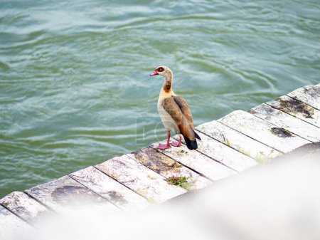 An Egyptian Goose perched on a weathered dock by a water body with greenish hues.