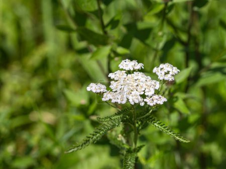 Close-up of delicate Achillea plant with white flowers