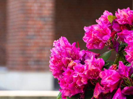 A striking display of pink rhododendron flowers against a blurred brick wall, showcasing intricate details and vibrant colors.