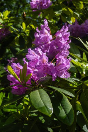 Gros plan de fleurs de rhododendron violet vif aux motifs complexes, entourées de feuilles vertes brillantes, baignées de soleil.