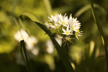 Photo for A closeup shot of white flowers in a blurred background, wild garlic - Royalty Free Image